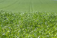 A green hayfield rolling toward the South Downs