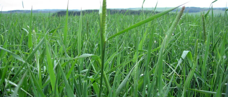 Sussex meadow grass in early summer with seed heads