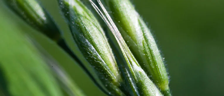A close-up of grass seed heads ready for harvest