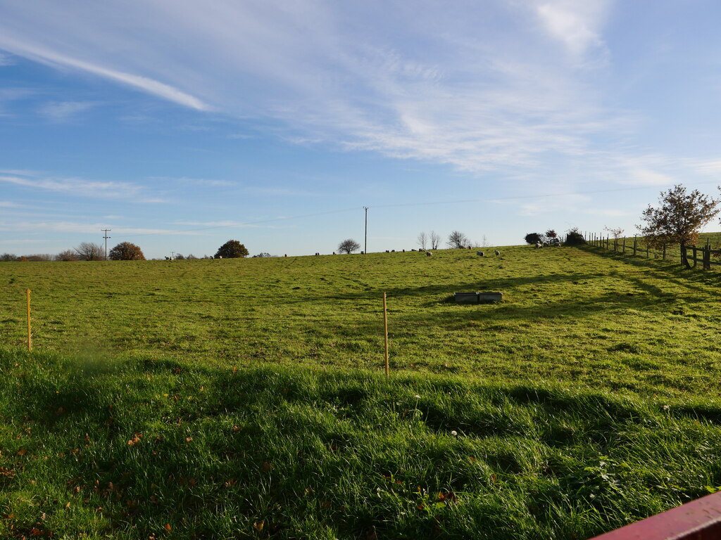 Sheep grazing in a lush green Sussex meadow